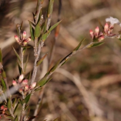 Leucopogon virgatus at Jerrawa, NSW - 6 Sep 2024 01:38 PM