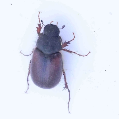 Unverified Beetle (Coleoptera) at Jerrawa, NSW - 6 Sep 2024 by ConBoekel