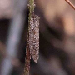 Olethreutinae (subfamily) (Unidentified leaf roller) at Jerrawa, NSW - 6 Sep 2024 by ConBoekel