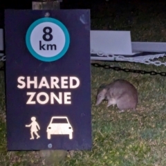 Perameles nasuta (Long-nosed Bandicoot) at Kioloa, NSW - 7 Sep 2024 by HelenCross