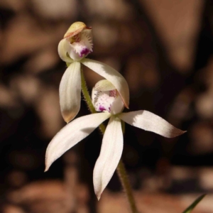 Caladenia ustulata at Bango, NSW - suppressed