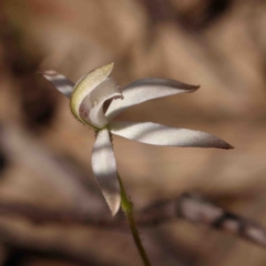 Caladenia ustulata at Bango, NSW - suppressed