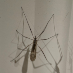 Symplecta (Trimicra) pilipes (A limoniid crane fly) at Surf Beach, NSW - 6 Sep 2024 by Hejor1