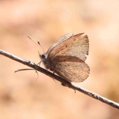 Erina acasta (Blotched Dusky-blue) at Bango, NSW - 6 Sep 2024 by ConBoekel