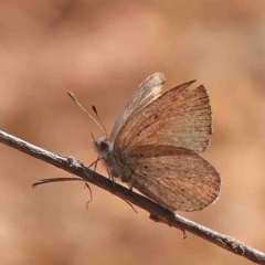 Erina acasta at Bango, NSW - 6 Sep 2024