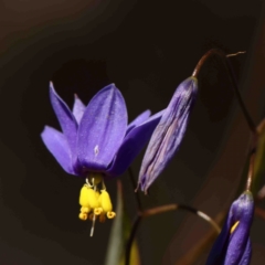 Stypandra glauca (Nodding Blue Lily) at Bango, NSW - 6 Sep 2024 by ConBoekel