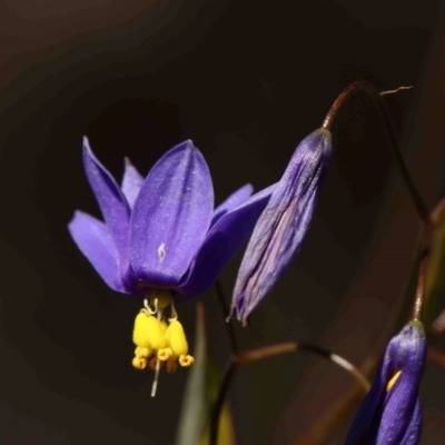 Stypandra glauca (Nodding Blue Lily) at Bango, NSW - 6 Sep 2024 by ConBoekel