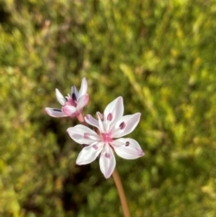 Burchardia umbellata (Milkmaids) at Coolum Beach, QLD - 7 Sep 2024 by laurenanne