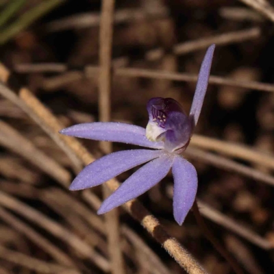 Cyanicula caerulea (Blue Fingers, Blue Fairies) at Bango, NSW - 6 Sep 2024 by ConBoekel