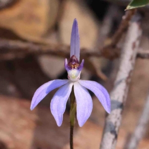 Cyanicula caerulea at Jerrawa, NSW - 6 Sep 2024