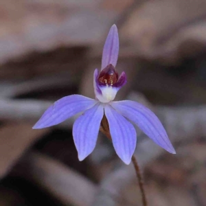 Cyanicula caerulea at Bango, NSW - 6 Sep 2024