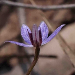 Cyanicula caerulea at Bango, NSW - 6 Sep 2024