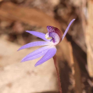 Cyanicula caerulea at Bango, NSW - suppressed