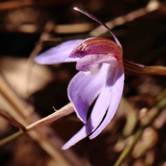 Cyanicula caerulea (Blue Fingers, Blue Fairies) at Jerrawa, NSW - 6 Sep 2024 by ConBoekel