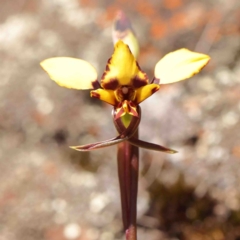 Diuris pardina (Leopard Doubletail) at Bango, NSW - 6 Sep 2024 by ConBoekel