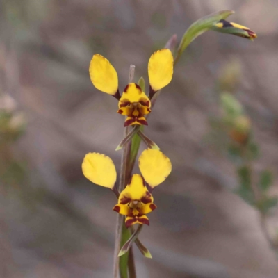 Diuris pardina (Leopard Doubletail) at Bango, NSW - 6 Sep 2024 by ConBoekel