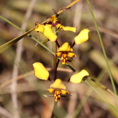 Diuris pardina (Leopard Doubletail) at Jerrawa, NSW - 6 Sep 2024 by ConBoekel