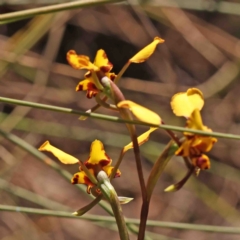 Diuris pardina at Jerrawa, NSW - 6 Sep 2024