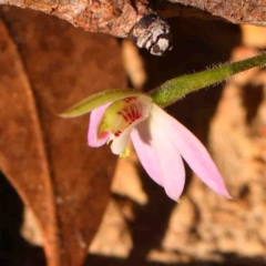 Caladenia carnea (Pink Fingers) at Bango, NSW - 6 Sep 2024 by ConBoekel