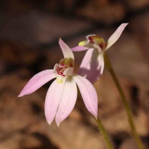 Caladenia carnea at Bango, NSW - suppressed