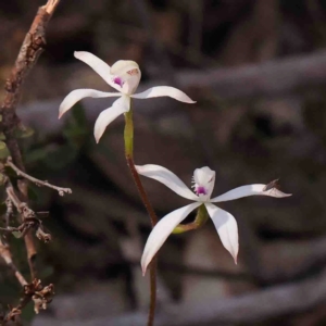 Caladenia ustulata at Jerrawa, NSW - suppressed