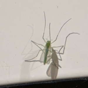 Chironomidae (family) at Surf Beach, NSW - 6 Sep 2024 10:51 PM