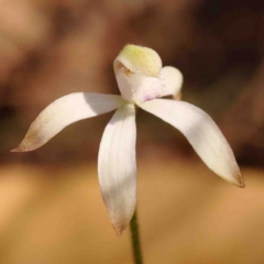 Caladenia ustulata (Brown Caps) at Bango, NSW - 6 Sep 2024 by ConBoekel