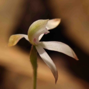 Caladenia ustulata at Bango, NSW - suppressed