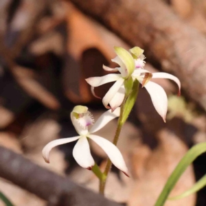 Caladenia ustulata at Bango, NSW - 6 Sep 2024