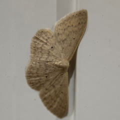 Scopula (genus) at Surf Beach, NSW - 6 Sep 2024 by Hejor1