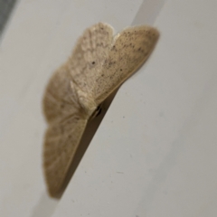 Scopula optivata at Surf Beach, NSW - 6 Sep 2024 10:51 PM