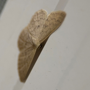 Scopula optivata at Surf Beach, NSW - 6 Sep 2024 10:51 PM