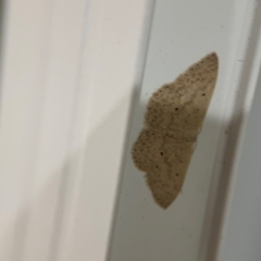 Scopula optivata at Surf Beach, NSW - 6 Sep 2024 10:51 PM