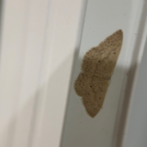 Scopula optivata at Surf Beach, NSW - 6 Sep 2024 10:51 PM
