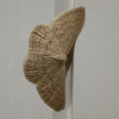 Scopula optivata at Surf Beach, NSW - 6 Sep 2024 10:51 PM