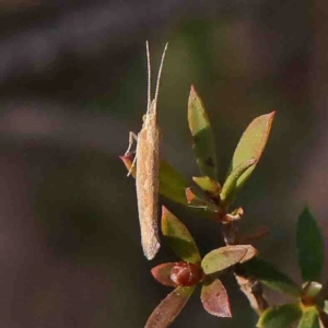 Plutella (genus) at Bango, NSW - 6 Sep 2024