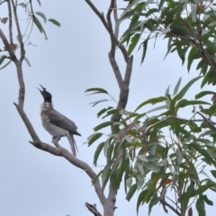 Philemon corniculatus (Noisy Friarbird) at Tahmoor, NSW - 7 Sep 2024 by Freebird