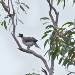 Philemon corniculatus at Tahmoor, NSW - 7 Sep 2024 05:16 PM