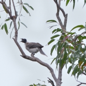 Philemon corniculatus at Tahmoor, NSW - 7 Sep 2024