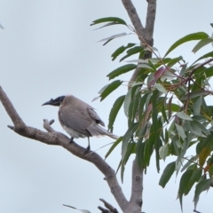 Philemon corniculatus at Tahmoor, NSW - 7 Sep 2024