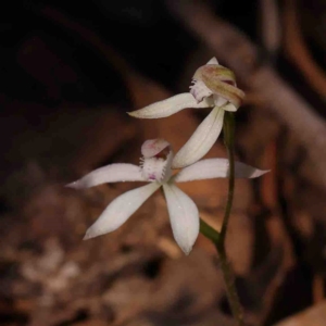 Caladenia ustulata at Bango, NSW - suppressed