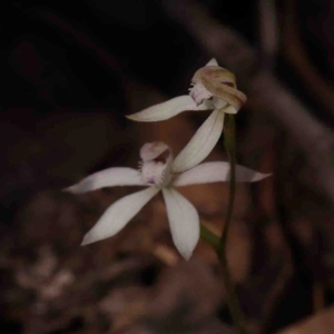 Caladenia ustulata at Bango, NSW - suppressed