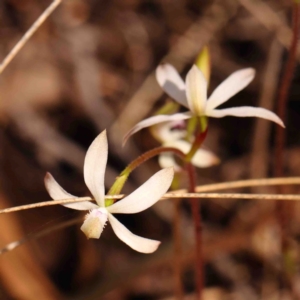 Caladenia ustulata at Jerrawa, NSW - 6 Sep 2024