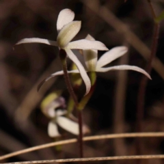 Caladenia ustulata at Jerrawa, NSW - 6 Sep 2024