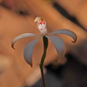 Caladenia ustulata at Bango, NSW - suppressed