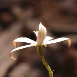 Caladenia ustulata at Bango, NSW - suppressed