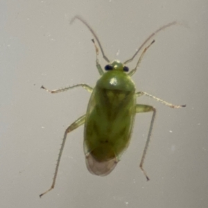 Miridae (family) at Surf Beach, NSW - 6 Sep 2024