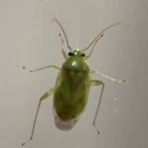 Miridae (family) at Surf Beach, NSW - 6 Sep 2024