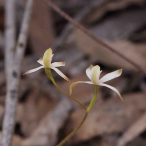 Caladenia ustulata at Bango, NSW - suppressed