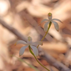 Caladenia ustulata at Bango, NSW - suppressed